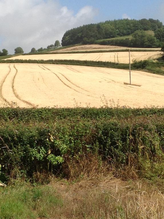 Lower Pinn Farm Sidmouth Eksteriør bilde